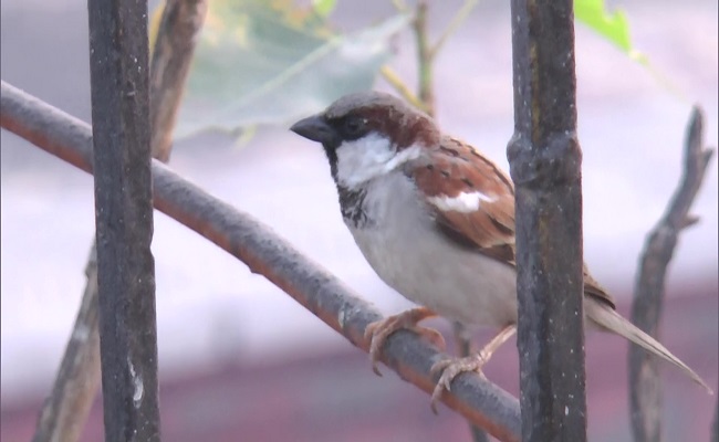 World Sparrow Day:  ‘विश्व गौरैया दिवस’ आज, इन तरीकों से बचाएं गौरैया