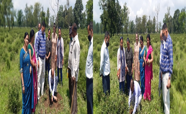 हरेला लोक पर्व के अवसर पर देहरादून स्थित चाय बागान कम्पनी ने 100  वृक्ष रोपित किए