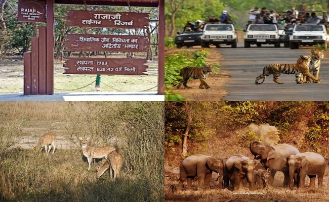 सफारी पर्यटकों के लिए खुशखबरी, उत्तराखंड में राजाजी टाइगर रिजर्व पार्क के खुले द्वार