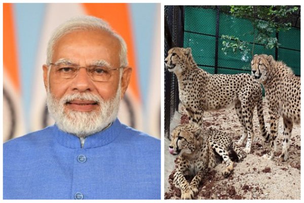 चीता के लिए क्यों चुना गया एमपी का कुनो राष्ट्रीय उद्यान! जानिए