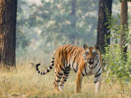 बाघों की रक्षा के लिए भारत और अंतरराष्ट्रीय बिग कैट एलायंस के बीच मुख्यालय समझौता