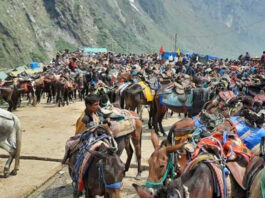 केदारनाथ यात्रा रूट पर 14 घोड़ों की रहस्यमयी मौत, उत्तराखंड सरकार ने 24 घंटे के लिए रोका घोड़े-खच्चरों का इस्तेमाल