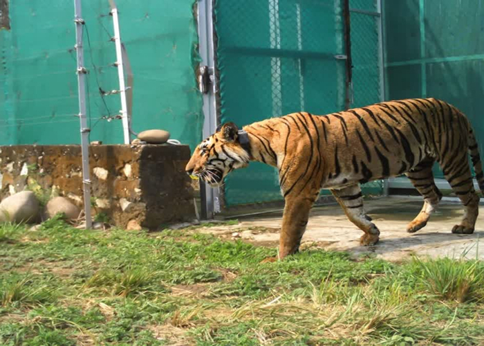 देहरादून चिड़ियाघर में बर्ड फ्लू का खतरा, वन विभाग ने जारी किया हाई अलर्ट