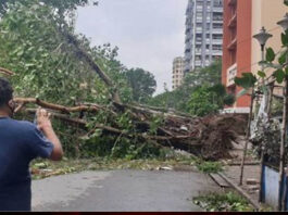 धूल भरी आंधी और तेज़ बारिश से दिल्ली-नोएडा में हड़कंप, पेड़ उखड़े, उड़ानें प्रभावित