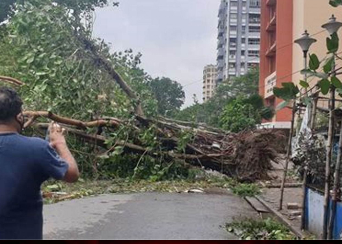 धूल भरी आंधी और तेज़ बारिश से दिल्ली-नोएडा में हड़कंप, पेड़ उखड़े, उड़ानें प्रभावित