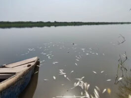 दिल्ली के बुराड़ी में यमुना किनारे मरी मछलियों का भयानक ढेर, प्रदूषण से स्थानीय लोग परेशान