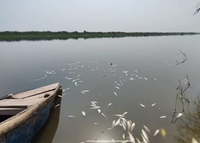 दिल्ली के बुराड़ी में यमुना किनारे मरी मछलियों का भयानक ढेर, प्रदूषण से स्थानीय लोग परेशान