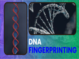 एयर क्रैश पीड़ितों की पहचान में जुटा विज्ञान: DNA फिंगरप्रिंटिंग बनी उम्मीद की आखिरी किरण