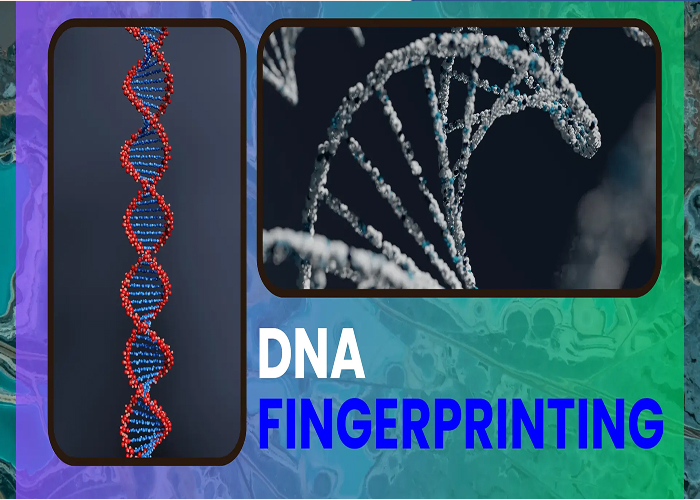 एयर क्रैश पीड़ितों की पहचान में जुटा विज्ञान: DNA फिंगरप्रिंटिंग बनी उम्मीद की आखिरी किरण