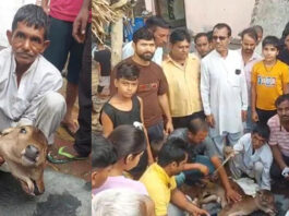 बागपत में जन्मा दो सिर और तीन आंखों वाला दुर्लभ बछड़ा, ग्रामीणों ने माना चमत्कार, शुरू की पूजा