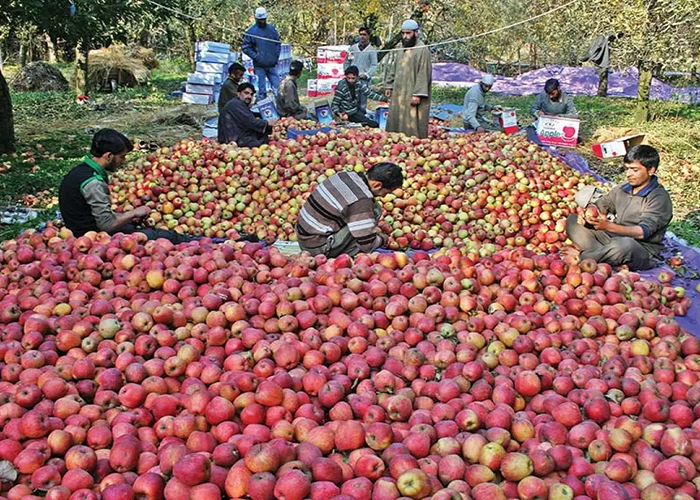 9 जुलाई को फूटेगा सेब उत्पादकों का गुस्सा: हिमाचल, उत्तराखंड और जम्मू-कश्मीर के किसान अमेरिका से ड्यूटी-फ्री आयात के खिलाफ करेंगे प्रदर्शन