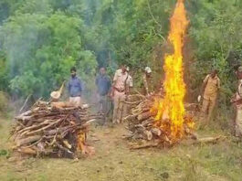 कर्नाटक में ज़हर देकर 8 वर्षीय बाघिन और उसके 4 शावकों की हत्या, छह आरोपी हिरासत में