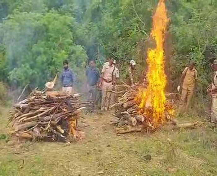 कर्नाटक में ज़हर देकर 8 वर्षीय बाघिन और उसके 4 शावकों की हत्या, छह आरोपी हिरासत में