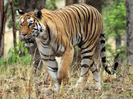 ‘इंतकाम की साजिश’: कर्नाटक में बाघिन और 4 शावकों को जहर देने के आरोप में 3 गिरफ्तार