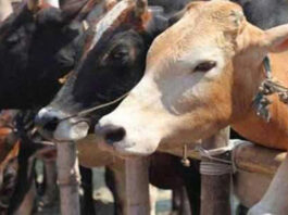 मथुरा में ईदगाह के पास मिले मांस के टुकड़े, तनाव के बीच 11 गिरफ्तार