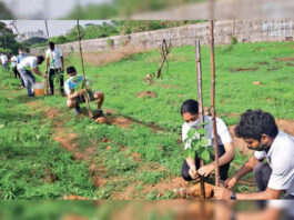 अजब गजब हरियाली! एक पौधा 4608 रुपये का – वन विभाग ने 1060 पौधों पर उड़ाए 48.85 लाख रुपये