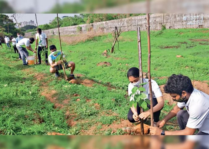 अजब गजब हरियाली! एक पौधा 4608 रुपये का – वन विभाग ने 1060 पौधों पर उड़ाए 48.85 लाख रुपये