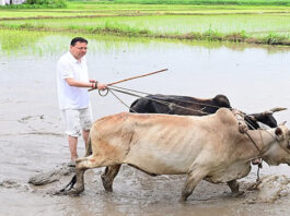 खुद खेत में उतरे सीएम धामी: हल चलाया, धान की रोपाई कर किया किसानों के पसीने को सलाम