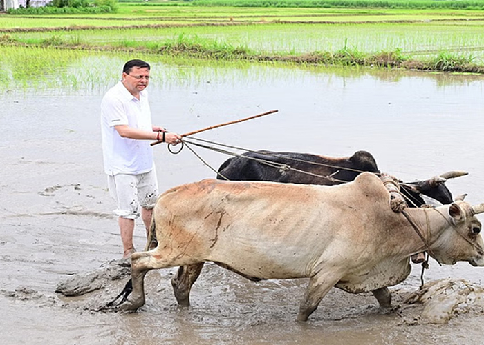 खुद खेत में उतरे सीएम धामी: हल चलाया, धान की रोपाई कर किया किसानों के पसीने को सलाम