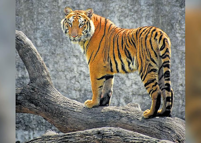 उत्तराखंड में बाघ तेंदुओं से ज्यादा आक्रामक: नए आंकड़ों ने खोली वन्यजीवों की खौफनाक हकीकत
