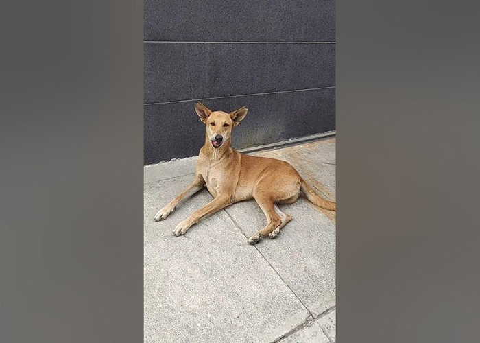 पटना में 'डॉग बाबू' घोटाले का खुलासा: फर्जी प्रमाण पत्र पर नौकरी, कंप्यूटर ऑपरेटर और अधिकारी पर FIR दर्ज