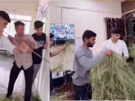 इंदौर सरकारी कॉलेज में NSUI का हंगामा: प्रिंसिपल के कमरे का दरवाजा तोड़ा, घास बिखेरकर किया बवाल
