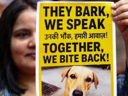 सुप्रीम कोर्ट में आज बड़ा फैसला: आवारा कुत्तों के स्थानांतरण के खिलाफ याचिकाओं पर जल्द सुनवाई