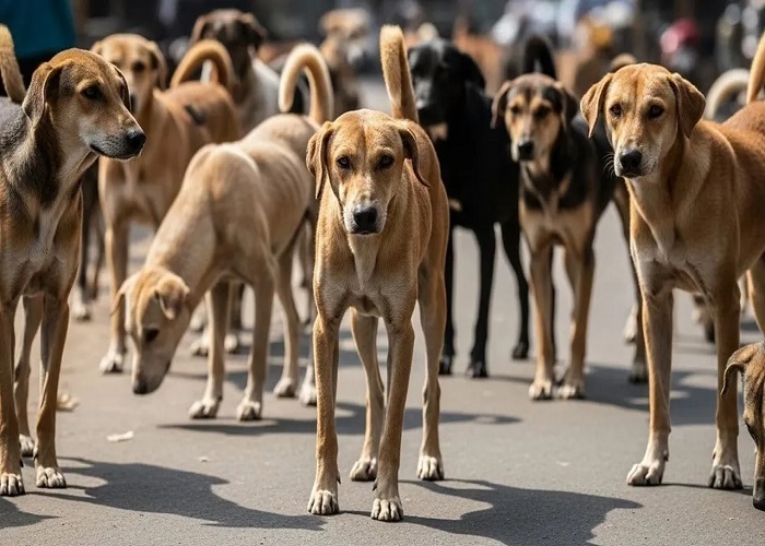 दिल्ली सरकार की नई गाइडलाइन, आवारा कुत्तों की बढ़ती आबादी, रेबीज़ संक्रमण की दिशा में सख्त कदम