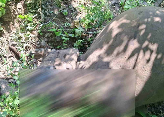 उत्तराखंड में संकट: चार दिन में दो हाथियों की मौत, हरिद्वार वन प्रभाग में खलबली, जांच के लिए सैंपल IVRI को भेजे गए